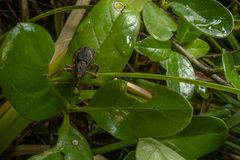 Anagotus rugosus
