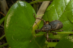 Anagotus rugosus