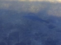 Centropomus undecimalis