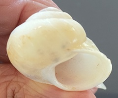 Promonturconchum superbum