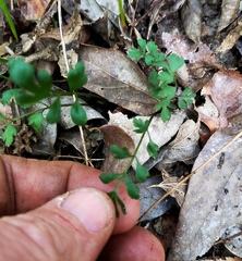 Tauschia texana