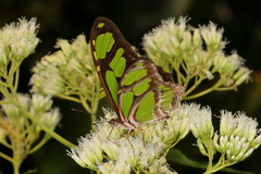 Philaethria wernickei