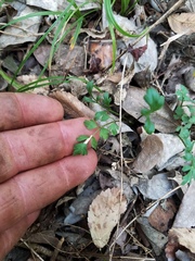 Tauschia texana