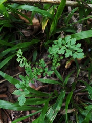 Tauschia texana