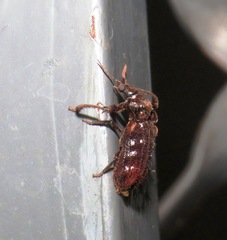 Dasytanobium monstrosum