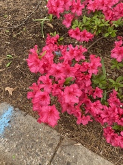 Rhododendron simsii
