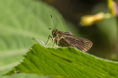 Callimormus interpunctata