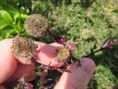 Senecio glastifolius