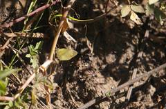 Pyrisitia lisa centralis