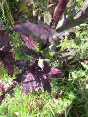 Senecio glastifolius