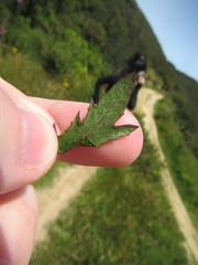 Senecio glastifolius