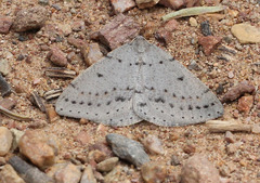 Taxeotis reserata
