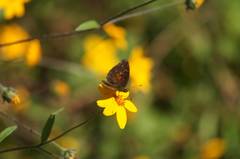 Anthanassa atronia