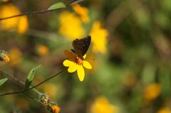 Anthanassa atronia