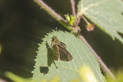 Callimormus interpunctata