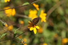 Anthanassa atronia