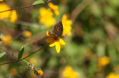 Anthanassa atronia