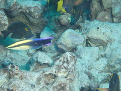 Labroides phthirophagus