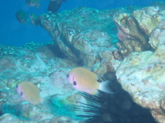 Pycnochromis pacifica
