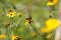 Anthanassa atronia