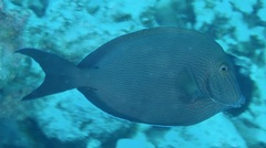 Acanthurus nigroris