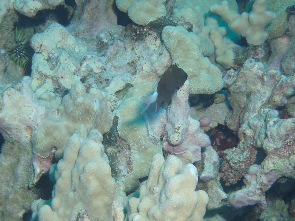 Pycnochromis hanui