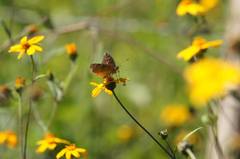 Anthanassa atronia