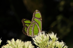 Philaethria wernickei