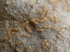 Solenopsis molesta