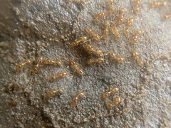Solenopsis molesta