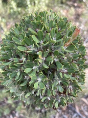 Hakea ruscifolia