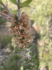 Hakea ruscifolia