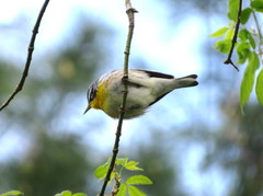 Setophaga americana × dominica