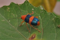 Metaxyonycha fasciata