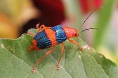 Metaxyonycha fasciata