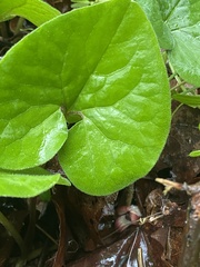 Asarum canadense reflexum