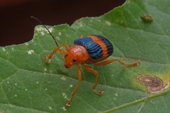 Metaxyonycha fasciata