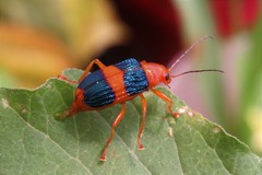 Metaxyonycha fasciata