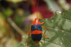Metaxyonycha fasciata