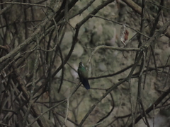Lampornis clemenciae