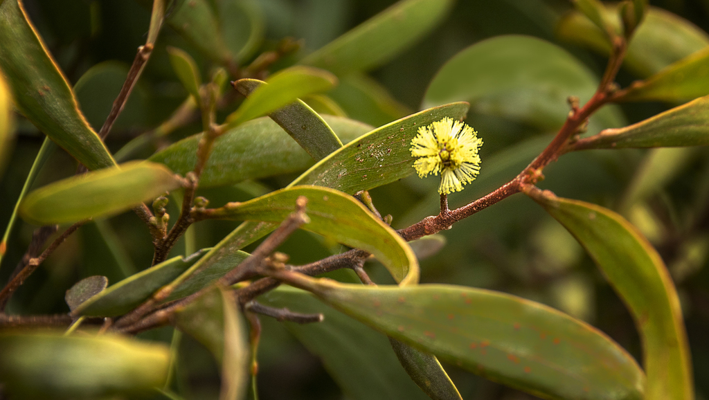 Acacia koaia