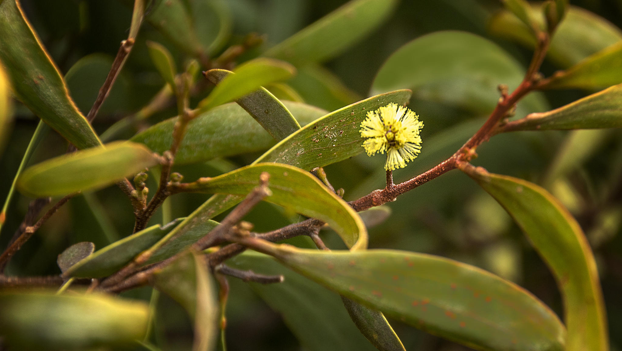 Acacia koaia