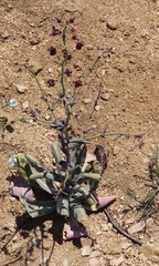 Caulanthus amplexicaulis