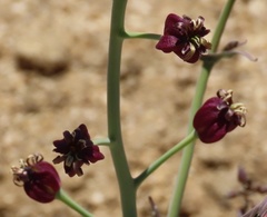 Caulanthus amplexicaulis