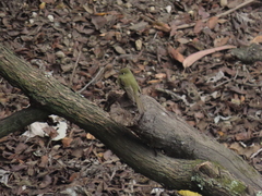 Empidonax occidentalis