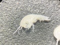 Hyalella muerta