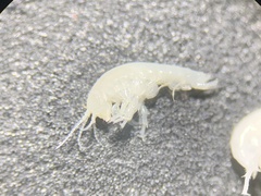 Hyalella muerta