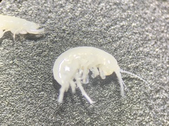 Hyalella muerta