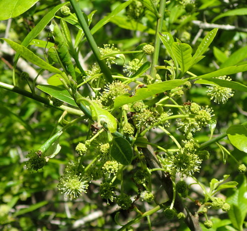 Nyssaceae image