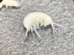 Hyalella muerta
